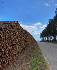 Export Grade Maritime Pine Wood Logs