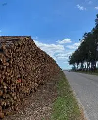 Export Grade Maritime Pine Wood Logs