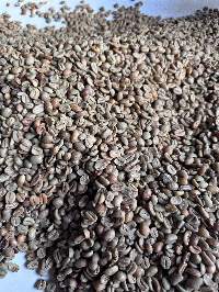 Arabica & Robusta Coffee Bean Gayo Sumatera