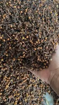 Cloves Premium AB6 From Indonesia