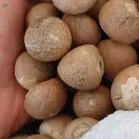 Premium Indonesian Betel Nut or Areca Nut