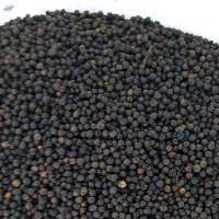 Black Peppercorns from Brazil ASTA, B1 and B2