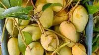 Himshagar Mango