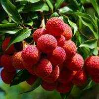 China 3 Lychee