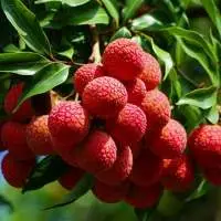 China 3 Lychee