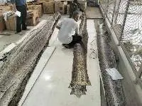Reticulated Phyton Leather Skin