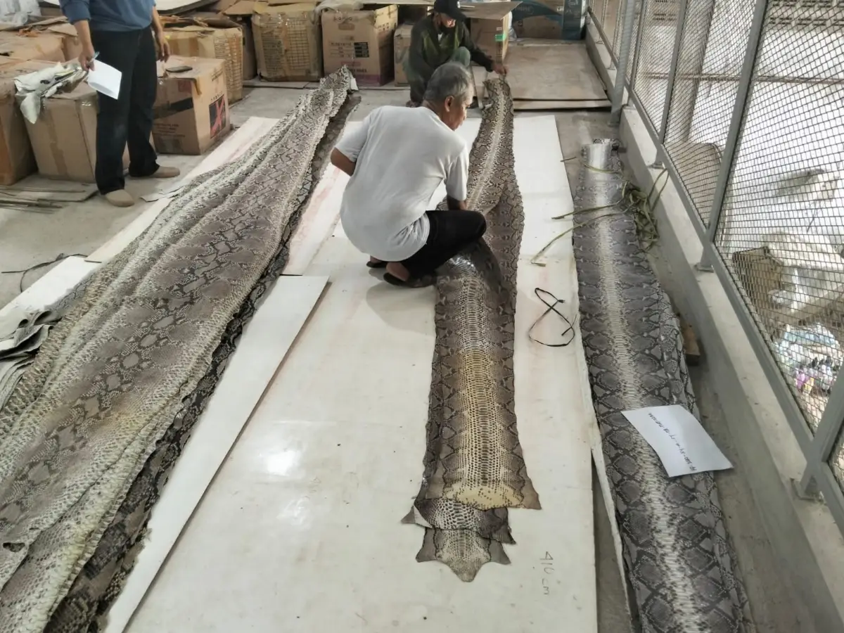 Reticulated Phyton Leather Skin