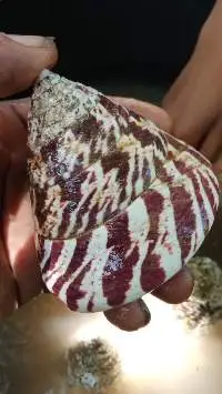 Trochus Shell Red Stripe (Raw)