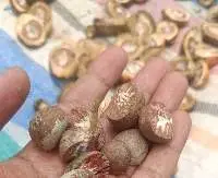 Indonesian Dried Areca Nut