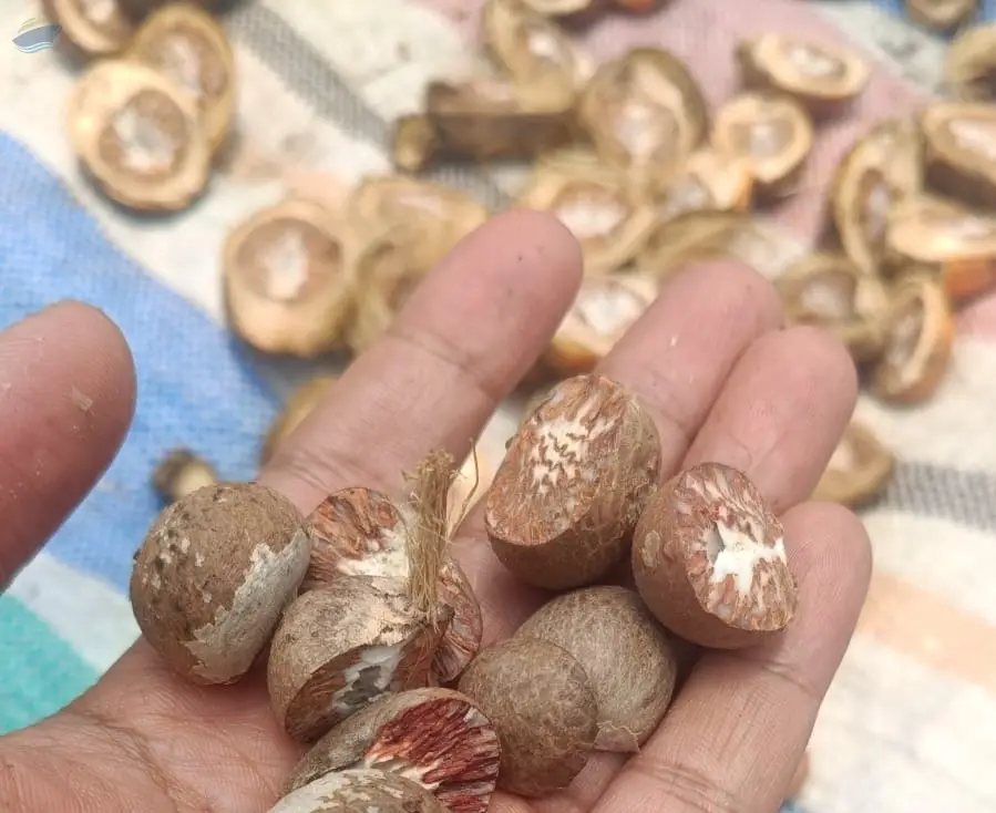 Indonesian Dried Areca Nut