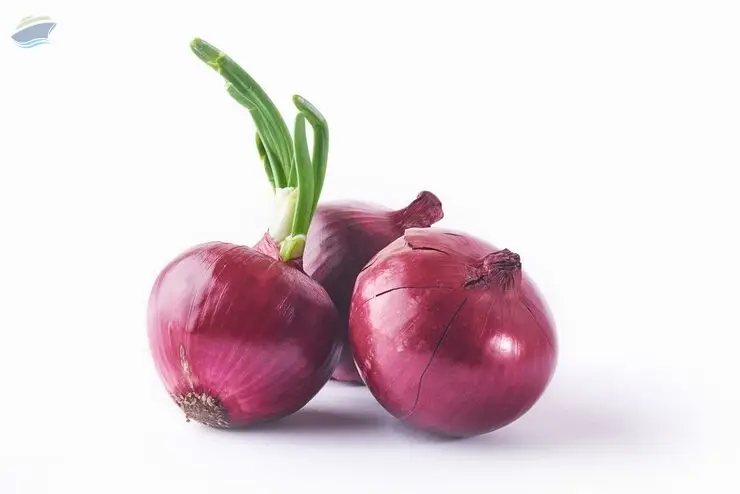 Premium Fresh Quality Indian Onions