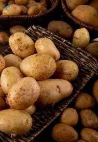 Premium Fresh Quality Indian Potatoes