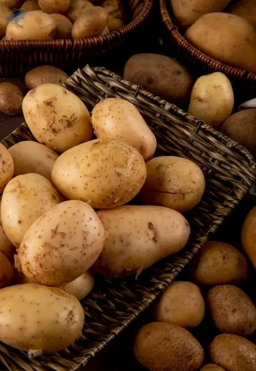 Premium Fresh Quality Indian Potatoes
