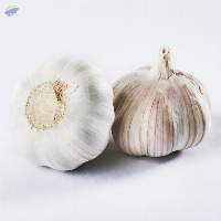 Premium Fresh Quality Indian Garlic 