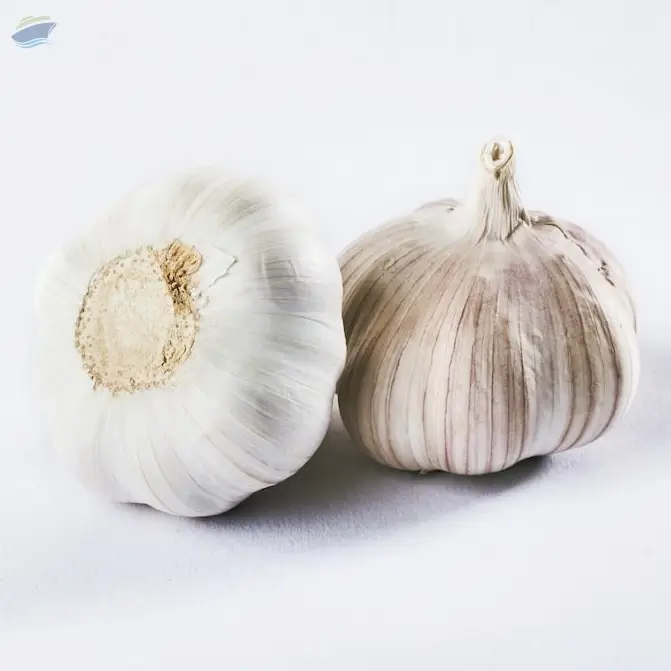Premium Fresh Quality Indian Garlic 