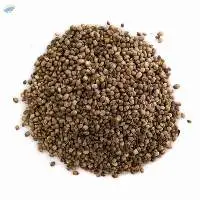 Premium Quality Whole Indian Coriander