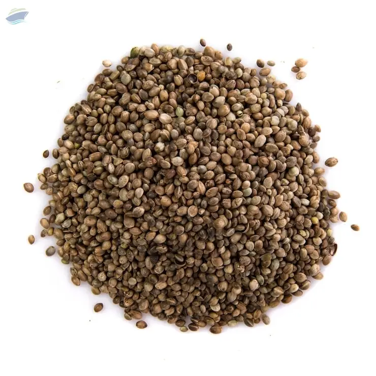Premium Quality Whole Indian Coriander
