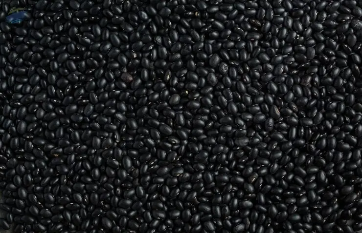 Premium Quality Indian Black Gram