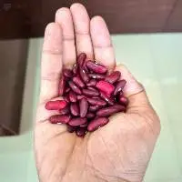 Red Kidney Beans (Rajma)