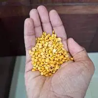 Oily Split Pigeon Peas (Toor Dal Oily)