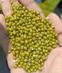 Whole Green Gram (Sabut Moong)
