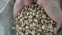 Robusta Green Coffee Beans