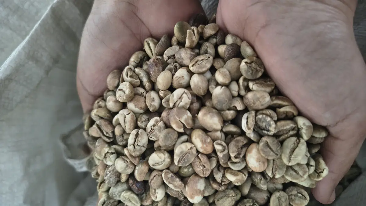 Robusta Green Coffee Beans