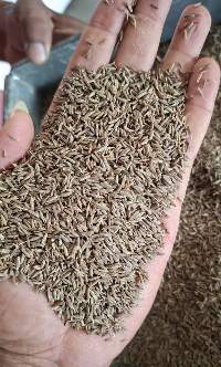 Cumin Seeds Singapore 99% Quality Machine Clean