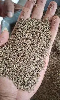 Cumin Seeds Singapore 99% Quality Machine Clean