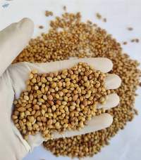 High Quality Coriander Seeds Eagle Grade