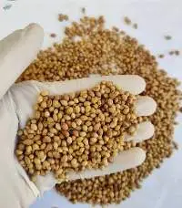 High Quality Coriander Seeds Eagle Grade