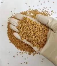 Premium Fenugreek Seeds Export Quality