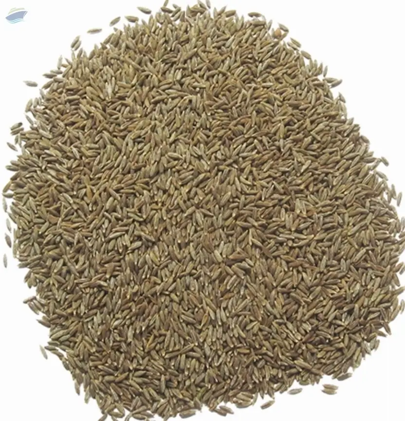 Cumin Seeds Singapore Grade