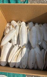 Cuttlefish Bone