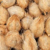 Coconut
