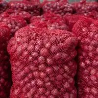 Onion