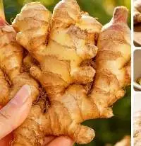 Fresh Ginger / Elephant Ginger