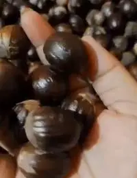 Nutmeg With Shell
