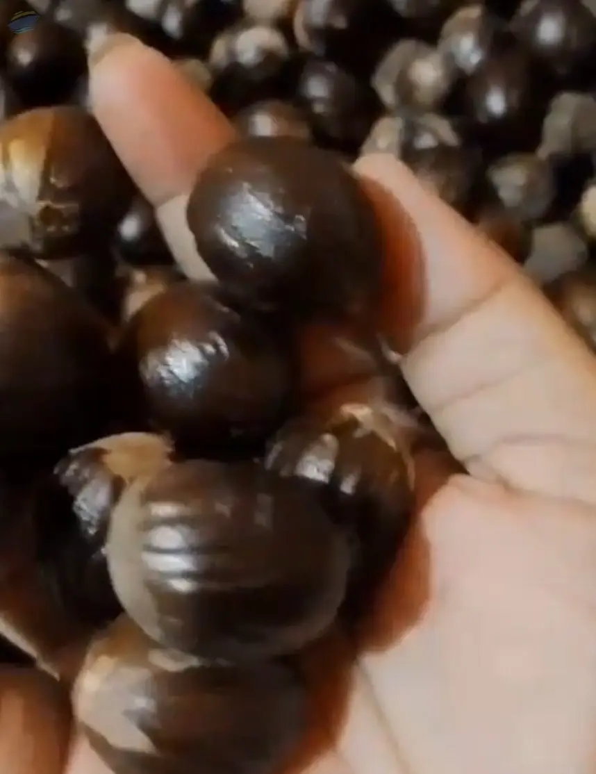 Nutmeg With Shell