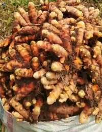 Premium Quality Fresh Turmeric Bulbs