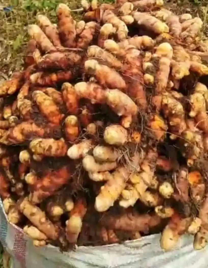 Fresh Turmeric
