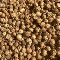 White Cardamom