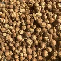 White Cardamom