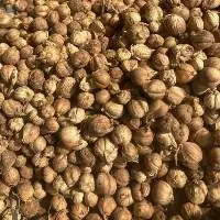 Indonesian Javanese White Cardamom