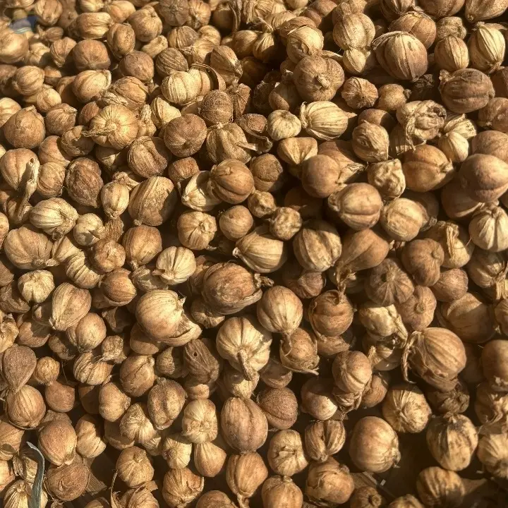 White Cardamom