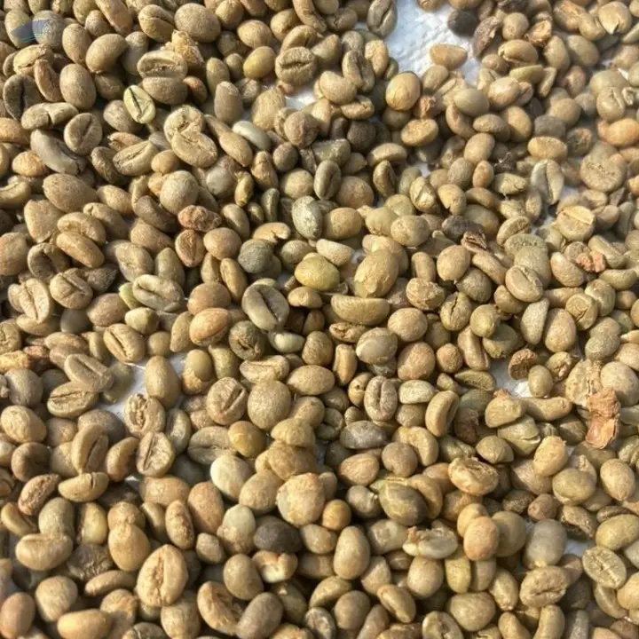 Green Bean Coffee (robusta)