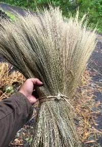 Dried Rayung Grass/Dried Reed Grass