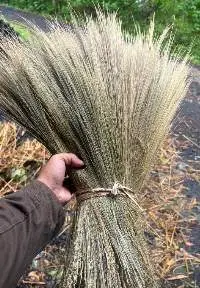 Dried Rayung Grass