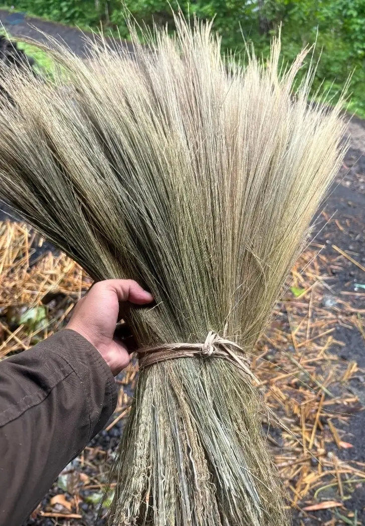 Dried Rayung Grass