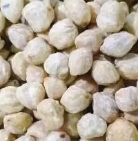 Candlenut
